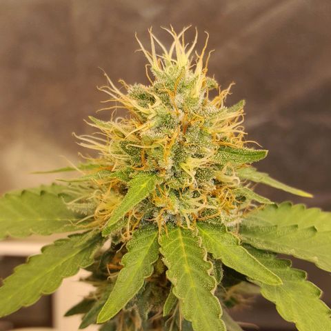 GG 1# growlog photo: 3 semanas concluidas