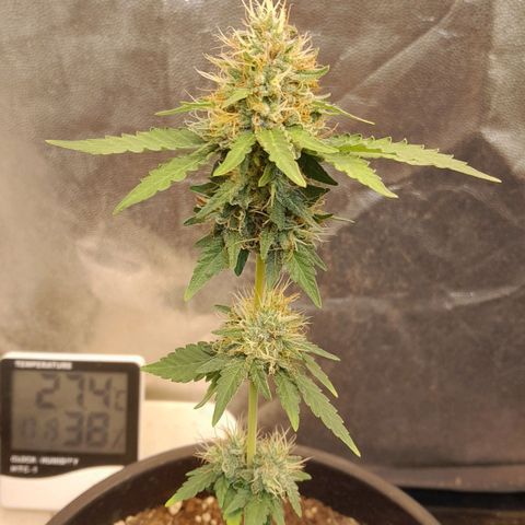 GG 1# growlog photo: 3 semanas concluidas