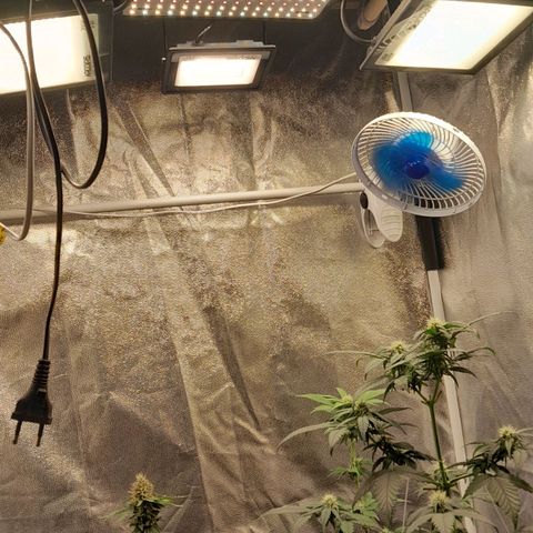 GG 1# growlog photo: 2 refletores de 200w cada + 2 refletores 100w cada (Ambas Branco Quente) e 1 Sunlight Shopee de 175w no Maximo. No 12/12 desde o inicio do ciclo.