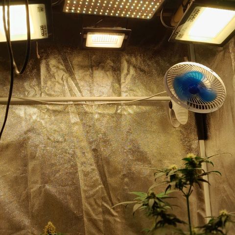 GG 1# growlog photo: 2 refletores de 200w cada + 2 refletores 100w cada (Ambas Branco Quente) e 1 Sunlight Shopee de 175w no Maximo. No 12/12 desde o inicio do ciclo.