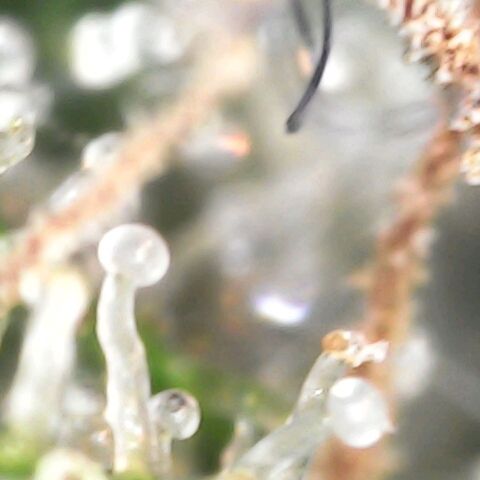 GG 1# growlog photo: Análise de tricomas. 