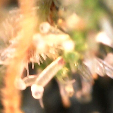 GG 1# growlog photo: Análise de tricomas. 