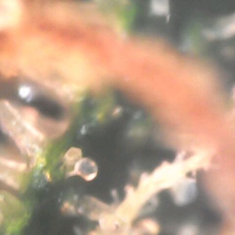 GG 1# growlog photo: Análise de tricomas. 