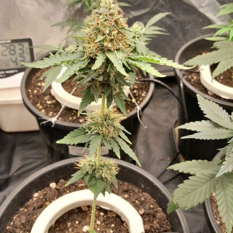 GG 1# growlog photo: 4 semanas concluidas