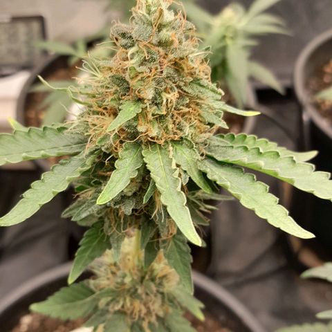 GG 1# growlog photo: 4 semanas concluidas