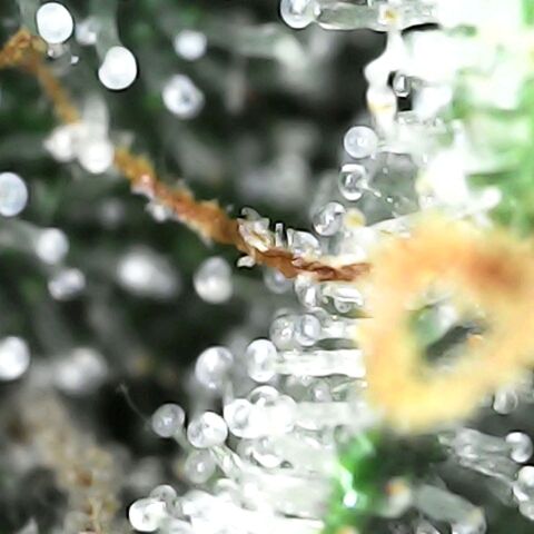 GG 1# growlog photo: Análise de Tricomas.