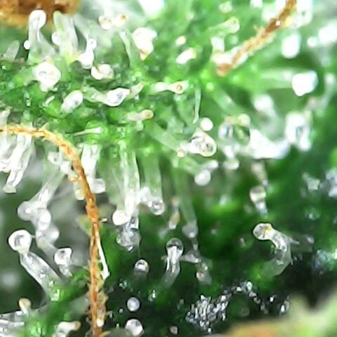 GG 1# growlog photo: Análise de Tricomas.