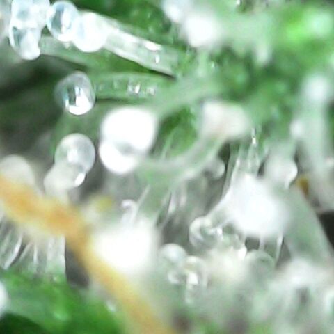 GG 1# growlog photo: Análise de Tricomas.