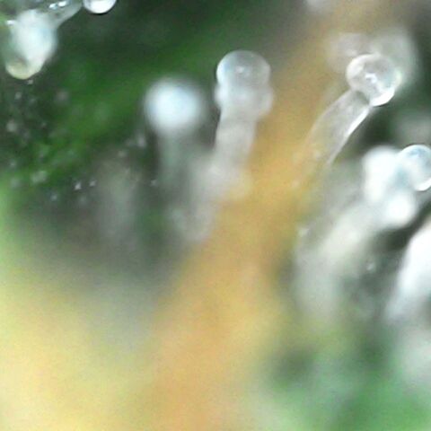 GG 1# growlog photo: Análise de Tricomas.