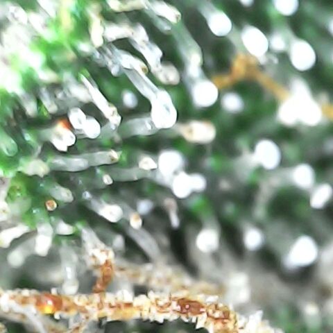 GG 1# growlog photo: Análise de Tricomas.