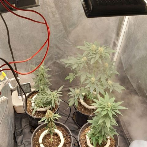 GG 1# growlog timeline photo