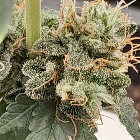 GG 1# growlog photo: 5 Semanas Concluidas.