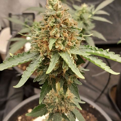 GG 1# growlog photo: 5 Semanas Concluidas.