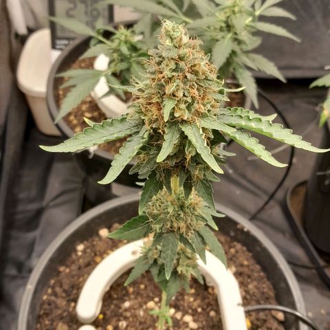 GG 1# growlog photo: 5 Semanas Concluidas.