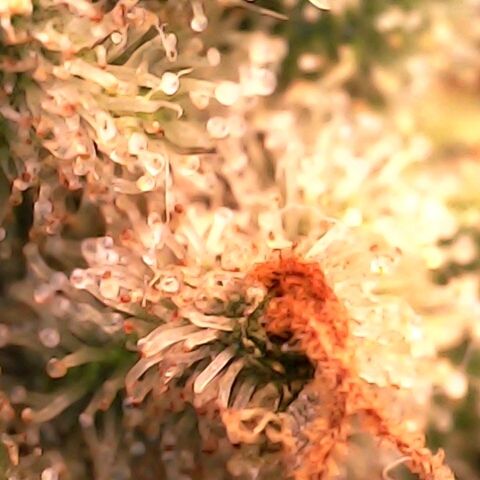 GG 1# growlog photo: Análise de Tricomas/Entrando na 7ª Semana de Floração.