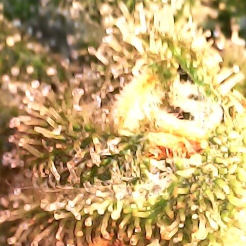 GG 1# growlog photo: Análise de Tricomas/Entrando na 7ª Semana de Floração.