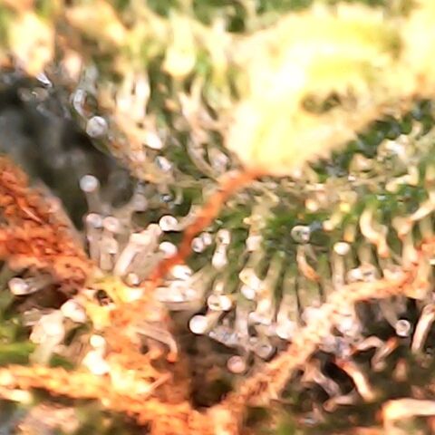 GG 1# growlog photo: Análise de Tricomas/Entrando na 7ª Semana de Floração.