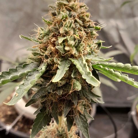 GG 1# growlog photo: 6 Semanas Concluidas.