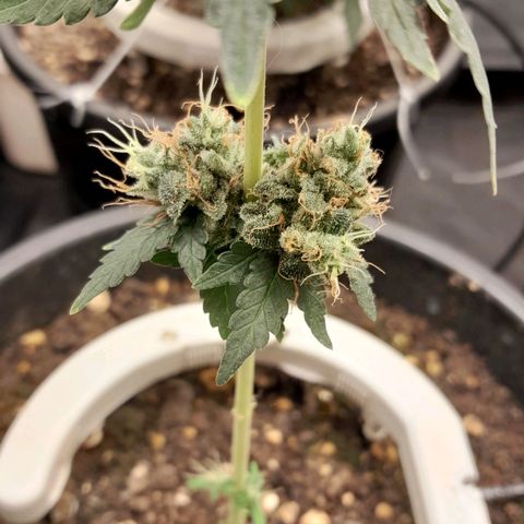 GG 1# growlog photo: 6 Semanas Concluidas.