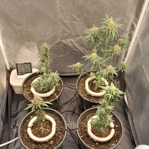GG 1# growlog photo: Desfoliacao, Menos na GG 1#