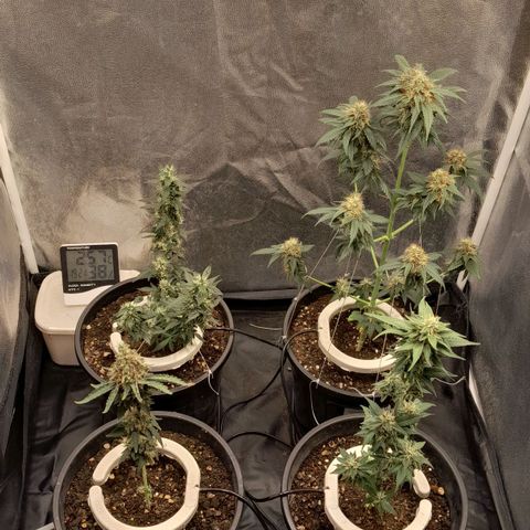 GG 1# growlog photo: Desfoliacao, Menos na GG 1#