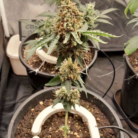 GG 1# growlog photo: 6 Semanas Concluidas.