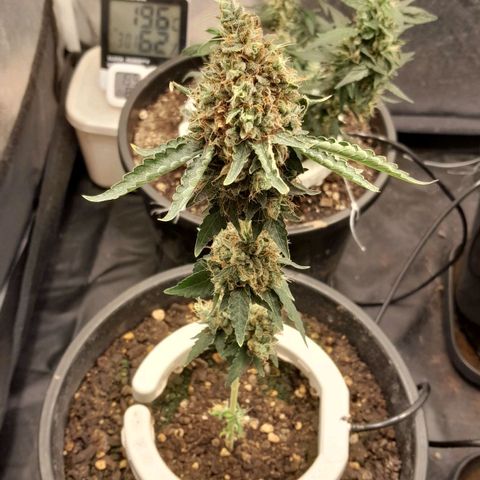 GG 1# growlog photo: 7 Semanas Concluidas.