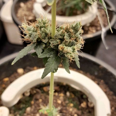 GG 1# growlog photo: 7 Semanas Concluidas.