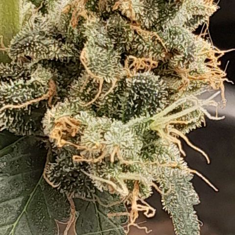 GG 1# growlog photo: 7 Semanas Concluidas.