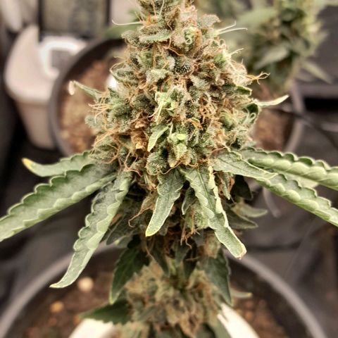 GG 1# growlog photo: 7 Semanas Concluidas.