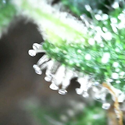 GG 1# growlog photo: Análise de Tricomas / 7 Semanas Concluidas.
