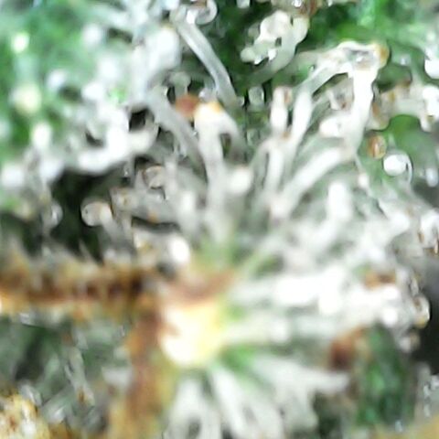 GG 1# growlog photo: Análise de Tricomas / 7 Semanas Concluidas.