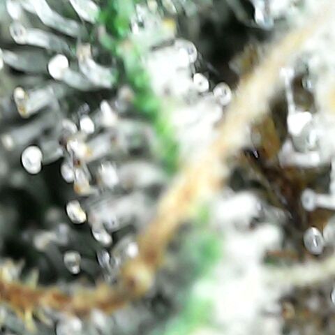 GG 1# growlog photo: Análise de Tricomas / 7 Semanas Concluidas.