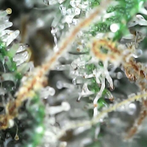 GG 1# growlog photo: Análise de Tricomas / 7 Semanas Concluidas.