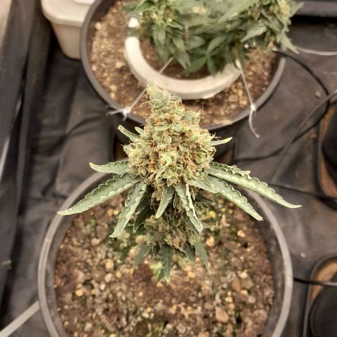 GG 1# growlog photo: 8 Semanas Concluidas.