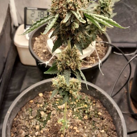 GG 1# growlog photo: 8 Semanas Concluidas.