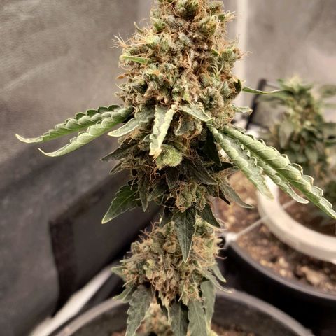 GG 1# growlog photo: 8 Semanas Concluidas.