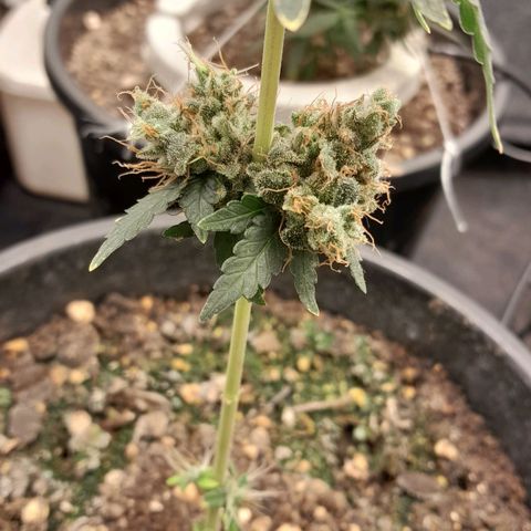 GG 1# growlog photo: 8 Semanas Concluidas.