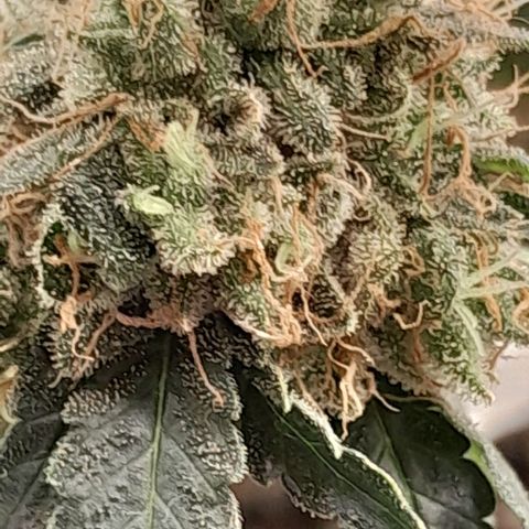 GG 1# growlog photo: 8 Semanas Concluidas.