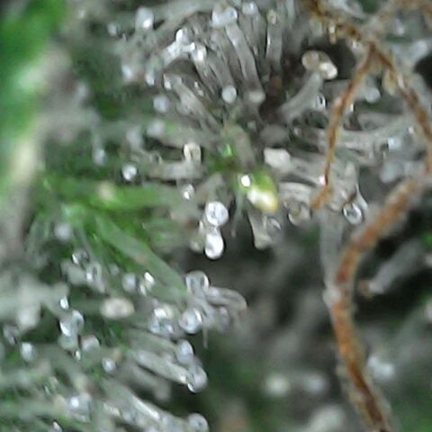 GG 1# growlog photo: Análise de Tricomas/início da 9ª Semana