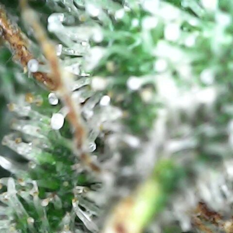 GG 1# growlog photo: Análise de Tricomas/início da 9ª Semana