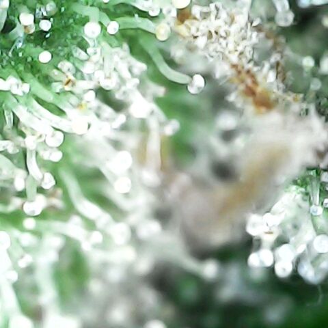 GG 1# growlog photo: Análise de Tricomas/início da 9ª Semana