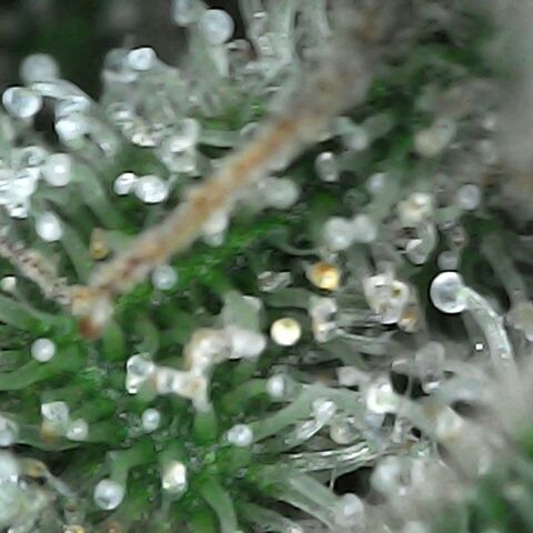 GG 1# growlog photo: Análise de Tricomas/início da 9ª Semana