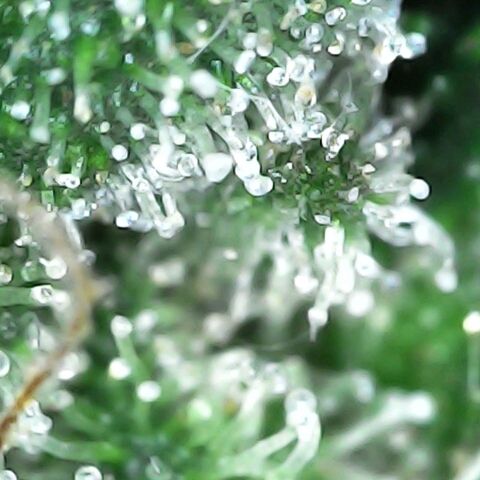 GG 1# growlog photo: Análise de Tricomas/início da 9ª Semana