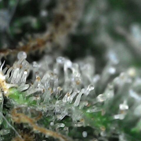 GG 1# growlog photo: Análise de Tricomas/início da 9ª Semana
