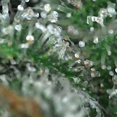 GG 1# growlog photo: Análise de Tricomas/início da 9ª Semana