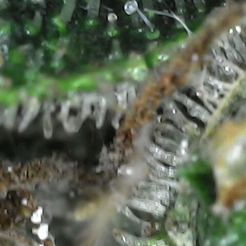 GG 1# growlog photo: Análise de Tricomas/início da 9ª Semana