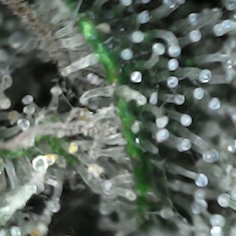 GG 1# growlog photo: Análise de Tricomas/início da 9ª Semana