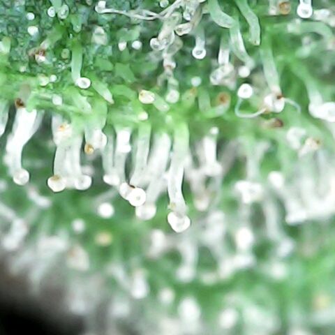 GG 1# growlog photo: Análise de Tricomas/início da 9ª Semana