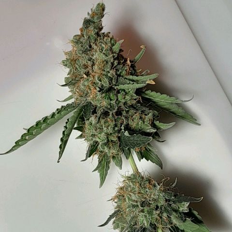 GG 1# growlog photo: Colheita Após 9 Semanas de Floração / Início da Secagem de 10 Dias.